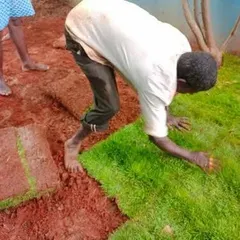 We use high quality natural grass for our lawn installations. This photo shows one of our gardeners carefully laying down fresh sod on prepared red soil to create a new, healthy lawn.
