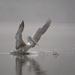 With wings spread wide, a pelican prepares for landing. The misty mornings at this sanctuary provide beautiful, soft light for photography.