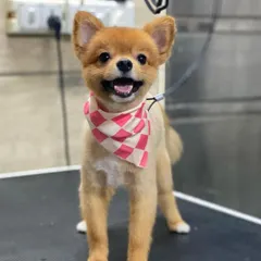 A perfect pose from a happy customer. I love capturing their personalities after they've been pampered.