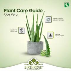 Here is a simple plant care guide for Aloe Vera. I provide clear, visual instructions on sunlight, soil, and humidity to help your plants thrive.