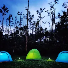 Camping under the unique silhouette of tall trees against the twilight sky. I find these distinctive forest locations that offer a memorable and visually stunning backdrop for your outdoor adventure.