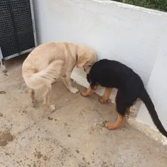 Two dogs investigating a scent together. This is a calm, cooperative moment that shows a healthy social dynamic within the pack.