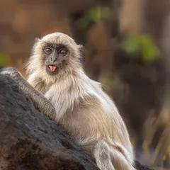 You don't always need a fierce animal for a great shot. This monkey, with a catchlight in its eye and a funny expression, makes for an excellent and engaging frame. It's about capturing the moment.