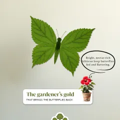 The gardener's gold. Nectar-rich hibiscus flowers are essential for bringing butterflies back to our gardens, supporting these vital pollinators.