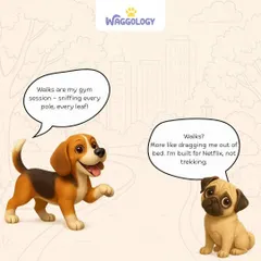 Every dog has a different idea of a good time. For some, walks are a gym session. For others, they're an interruption to a perfectly good nap.