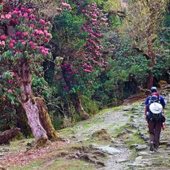 Trekking through a fairytale. In spring, the trails of Singalila National Park are lined with over 18 different types of blooming rhododendrons, making the Sandakphu trek exceptionally colorful.