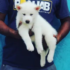 A rare find, this is a snow-white female Siberian Husky puppy. She is absolutely beautiful with a pristine coat and is ready to go to a special home.