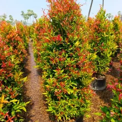 A row of Syzygium 'Photinia' shrubs, showcasing their vibrant red new growth. These are excellent for creating colorful hedges and privacy screens.