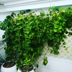 For the founder of DWP architects, we created this beautiful terrace garden. We used rustic white FRP planters and a variety of sun-loving plants to transform a simple white wall and trellis into a lush, green, and inviting outdoor space.