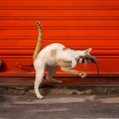The successful hunter. This image captures the immediate aftermath of the catch, showing the cat's focused expression against the bold red shutter.