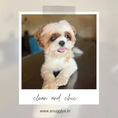 A freshly groomed Shih Tzu puppy posing on a clean, reflective surface indoors. I maintain a very clean environment for all my guests.