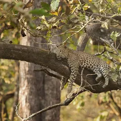 A leopard finds a comfortable spot to rest on a tree branch. Leopards are arboreal and we often scan the trees for a chance at a unique shot like this.