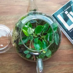 An overhead view of the teapot terrarium, showing the dense arrangement of plants inside. It’s a complete, self-sustaining world in a charming and unexpected vessel.