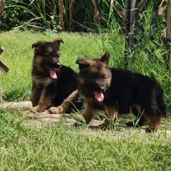Meet my German Shepherd puppies from an imported champion bloodline. You can see their confidence and strong posture even at this young age. I raise them to be intelligent and loyal companions.