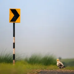 An Egyptian Vulture stands on a rural road next to a directional sign, creating a unique and thought-provoking composition. It's a story of wildlife adapting to a human-altered landscape.