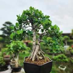 A close-up of one of our hand-crafted Ficus bonsai trees. Notice the intricate root structure and healthy, vibrant leaves, a testament to the care we put into growing each plant. These are perfect for adding a touch of zen and sophistication to any space.