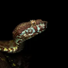 A close-up portrait of a Hump-nosed Pit Viper from our macro photography workshop in Wayanad.