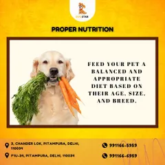 Proper nutrition is the foundation of good health. We advise feeding your pet a balanced and appropriate diet based on their specific age, size, and breed to ensure they get the nutrients they need.
