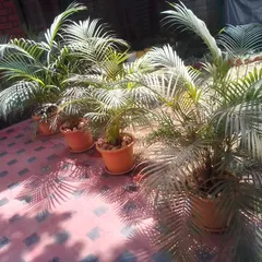 Areca palms are excellent for adding a tropical feel to patios and indoor spaces. I provide and maintain these air-purifying plants, ensuring they stay green and healthy.