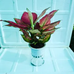 A beautiful red Aglaonema in a glass vase, showing how elegant these hydroponic plants look. They require no soil and only need a water change occasionally.