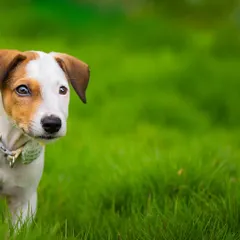 A candid shot of Frankie peeking out from the vibrant green grass. These photos help potential adopters see the playful and curious personality of the animal.