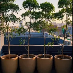 For this terrace, we used a row of uniform Ficus trees in matching planters to create a clean, modern green screen. This approach provides privacy and a strong design element that defines the edge of the space.