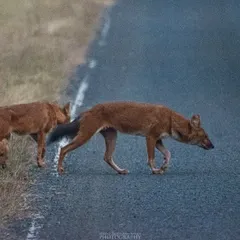 Two Dholes from the pack cross the road, sniffing the ground as they go. Their reddish coats and bushy black tails are distinctive features.