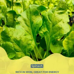 We use fresh spinach in many of our meals. It's rich in iron and great for providing natural energy to support your everyday wellness.