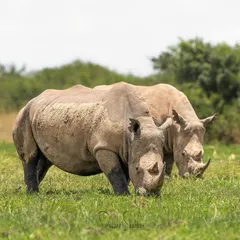 A rare and precious sighting of two rhinos grazing peacefully in Nairobi National Park. These magnificent animals are critically endangered, and every opportunity to photograph them is a reminder of the urgent need for conservation.