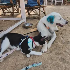 My two best friends, Aby the dog and Polo the cat, enjoying some downtime. Their bond proves that cats and dogs can be the best of siblings.
