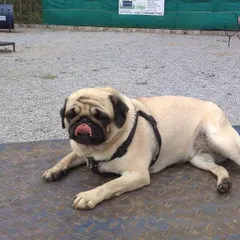 This Pug knows how to relax. Chilling out on a platform is a popular activity for our guests between playtimes.