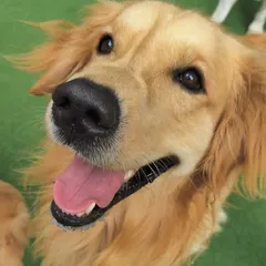 This Golden Retriever's smile is absolutely contagious. We get up close and personal to capture these moments of pure happiness.