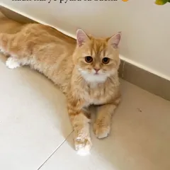 Look who got groomed! This adorable cat, Butter, is looking extra cute after a session with me. The owner thinks I did a great job!