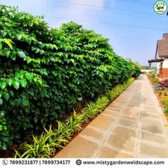 A beautiful example of our villa landscaping work. The stone pathway is flanked by a dense, green privacy hedge on one side and layered ornamental plants on the other, creating a serene walkway.