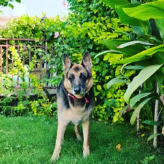 A beautiful German Shepherd standing in the lush green area just outside the boarding kennels.