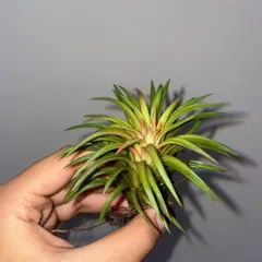 Another variety of air plant, showing its unique spiky shape. They are very easy to care for and fun to collect.