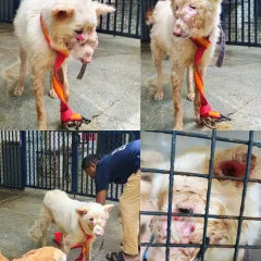 A collage showing various stages of this dog's journey with us, from his initial rescue to his interactions with our team and his recovery.
