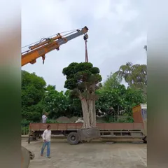 A crane is used to lift the mature tree from the truck. This is a critical step that requires skilled operators and careful coordination to maneuver the tree safely on site.