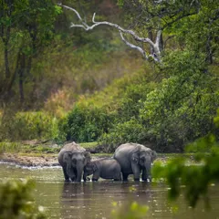 A beautiful family portrait of elephants in the waters of the BRT Tiger Reserve. This image shows the strong bonds within a herd as they gather together.