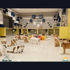 This is the main play area, where all the action happens. It's a spacious, open-plan lounge filled with toys, tunnels, and friends, giving every cat the freedom to roam and explore safely.
