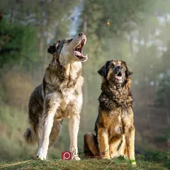 A perfectly timed action shot of Sonu the Gaddi dog catching a treat, while Sundari watches on. Capturing these working dogs at play shows a different side of their personality.