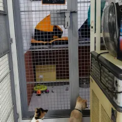 Two cats curiously peeking into a secured, multi-level enclosure where another friend is relaxing. There are plenty of toys and comfy spots for everyone.
