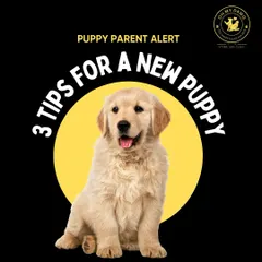 This series of infographics offers three essential tips for anyone bringing a new puppy home. Following these will help make the transition smoother for both of you.
