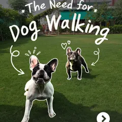 Daily walks are a necessity, not a luxury. They provide physical exercise, mental stimulation, and stress release, which are essential for a well-behaved pet.
