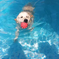 This happy swimmer has found their favorite toy. Our pool is always stocked with balls, frisbees, and other fun toys to keep the pups engaged and active in the water.