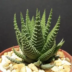 The Haworthia Zebra is a striking succulent with white stripes on its green leaves, resembling a zebra. It's a small, slow-growing plant that requires minimal care, making it perfect for desks and windowsills.