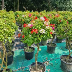 A beautiful Bougainvillea topiary with mixed red, pink, and white flowers. These are perfect as standalone statement pieces for an entrance or patio, offering brilliant color for much of the year.