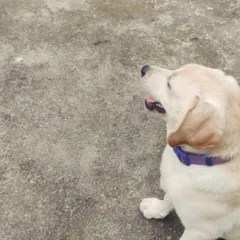 A beautiful profile of Whiskey on his first day. The puppy foundation program is designed to set these little ones up for a lifetime of success.