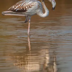 A juvenile Greater Flamingo strikes a classic pose in the golden morning light. Photographing these birds at dawn allows me to capture their quiet, intimate moments.