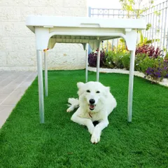 My artificial turf is completely pet-friendly. This happy dog is enjoying a clean, comfortable, and durable lawn that stays green without any mud or mess. It's a practical solution for pet owners who want a beautiful yard that's easy to maintain.
